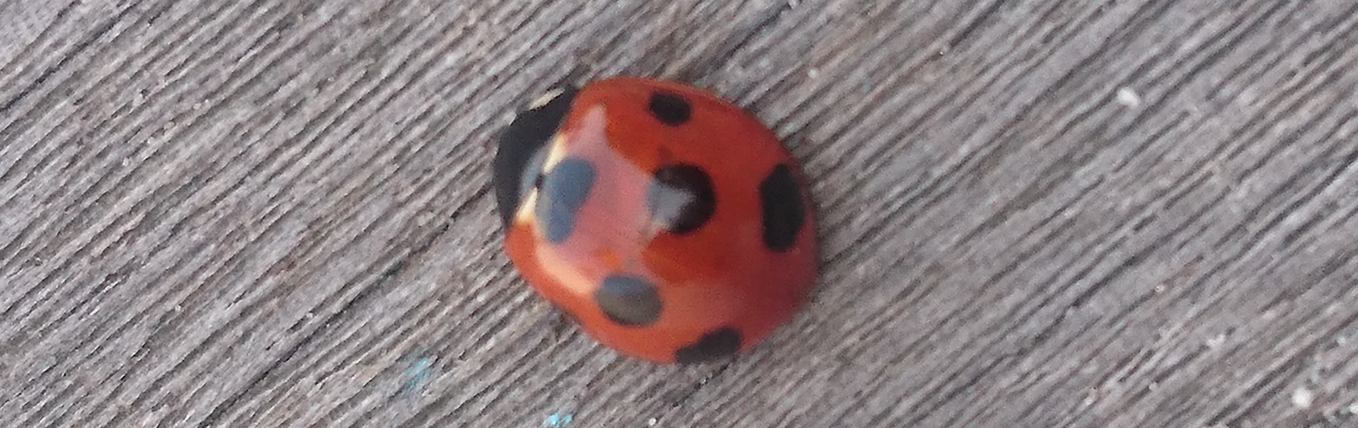 てんとう虫HP用1900×600