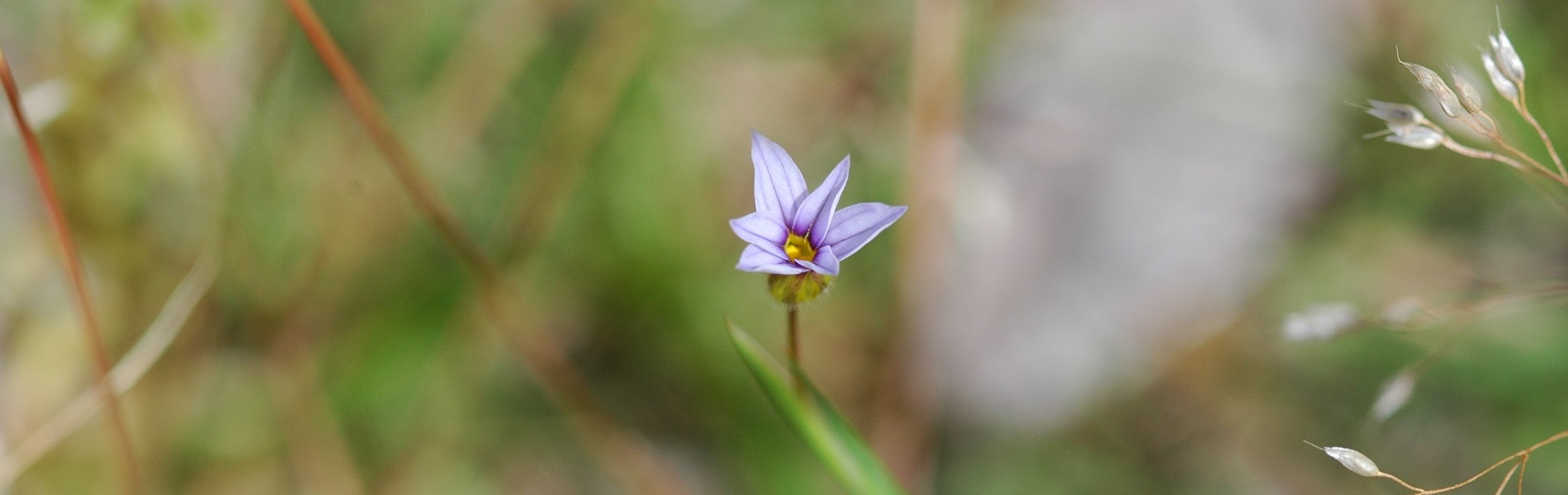 小さな花HP用1900×600