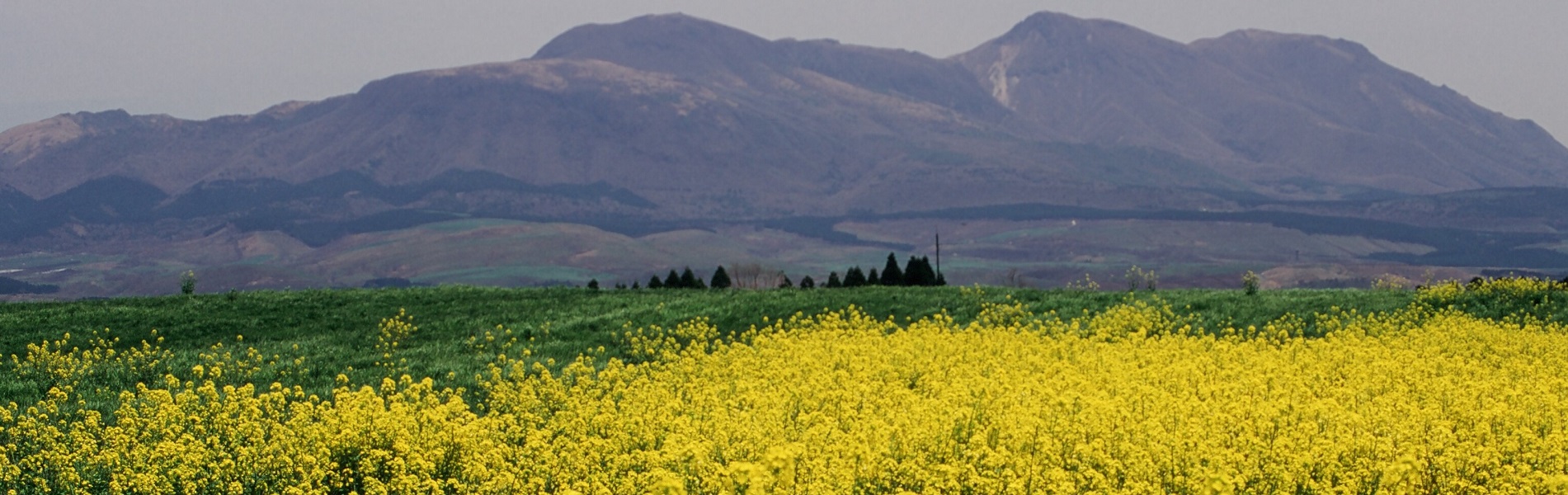 山と菜の花HP用1900×600
