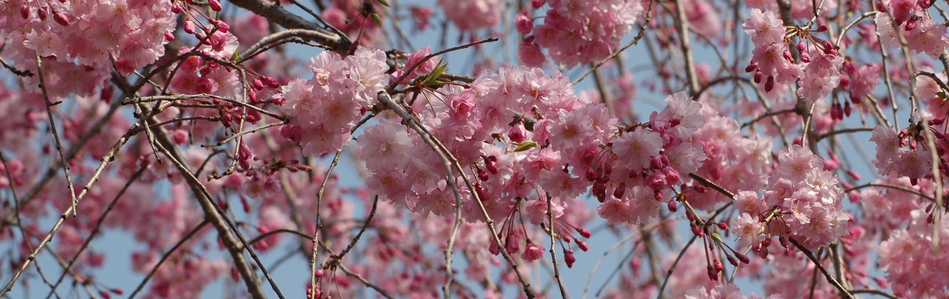 さくらHP用1900×600